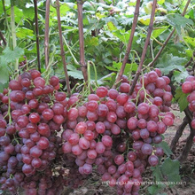 Seeded Grape Variety and Purple Color fresh red globe grape